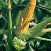 玉米corn